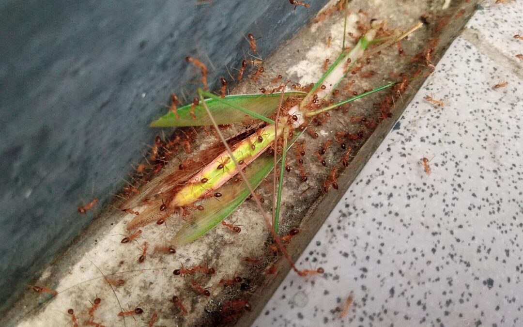 Pengembangan Digitalisasi Desa Grogol Utara: Inovasi untuk Masyarakat